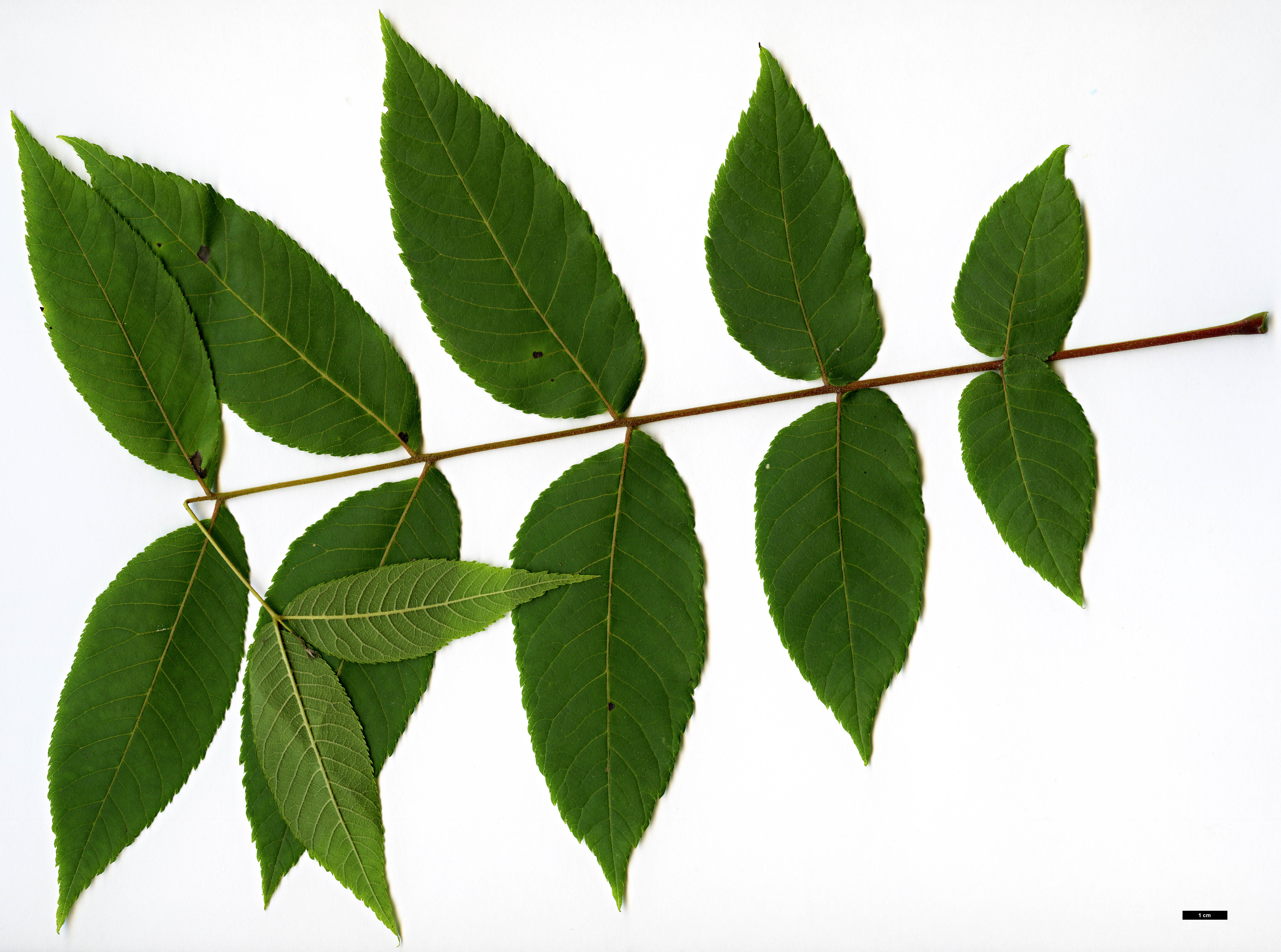 High resolution image: Family: Juglandaceae - Genus: Juglans - Taxon: mollis High resolution image: Family: Juglandaceae - Genus: Juglans - Taxon: mollis